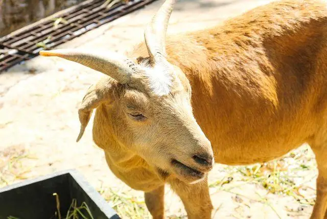 גן חיות זאקופנה (Tatrzański Park Edukacyjny)