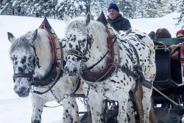 טיולי סוסים בזאקופנה והסביבה credit to getyourguide.com
