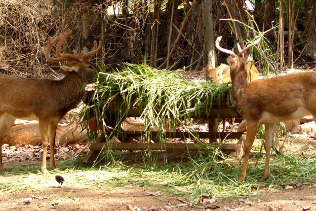 גן חיות זאקופנה (Tatrzański Park Edukacyjny)