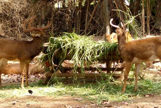גן חיות זאקופנה (Tatrzański Park Edukacyjny)