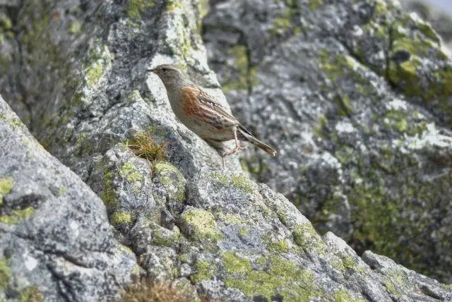 פארק הציפורים של זאקופנה - Największa Papugarnia Egzotyczne Zakopane