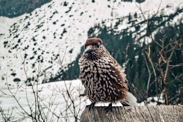 פארק הציפורים של זאקופנה - Największa Papugarnia Egzotyczne Zakopane