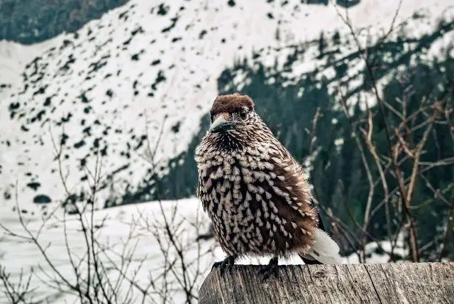פארק הציפורים של זאקופנה - Największa Papugarnia Egzotyczne Zakopane