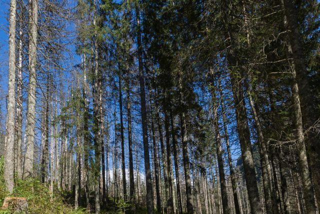 מוזיאון הטבע של זאקופנה (Centrum Edukacji Przyrodniczej Tatrzańskiego Parku Narodowego)