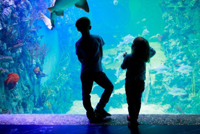 מצפה תת ימי ואקווריום בזאקופנה (Podwodny Świat)