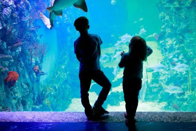 מצפה תת ימי ואקווריום בזאקופנה (Podwodny Świat)